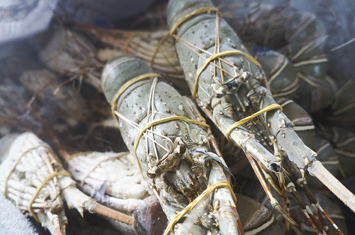 Lobster  dikemas dan siapdipasarkan
