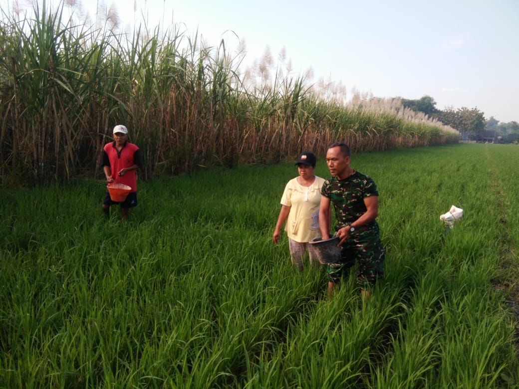 Babinsa Jeruk Seger Serda Mat Sani Saat Mendampingi Warga Dalam Pemupukan Lahan