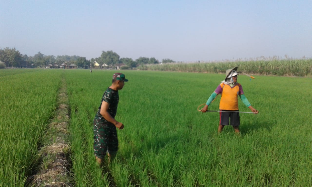 Babinsa Koramil Gedeg Pendampingan Pertanian