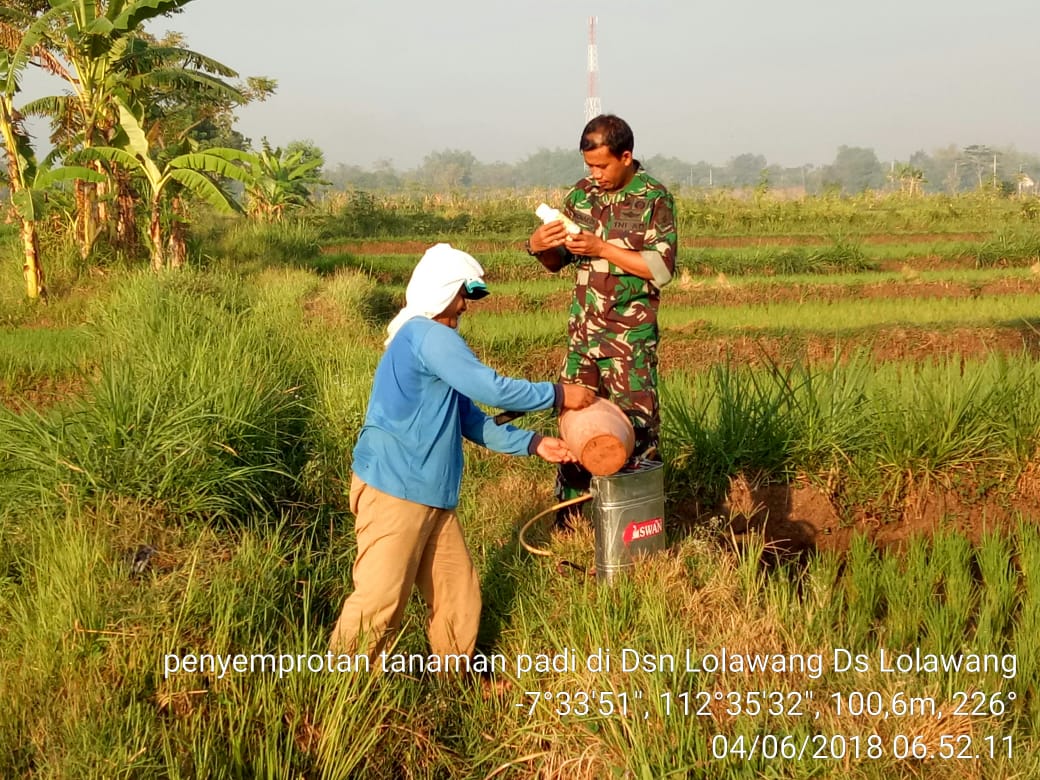 Babinsa Koramil 0815/12 Ngoro Saat Mendampingi Petani Dalam Penyemprotan Tanaman Padi