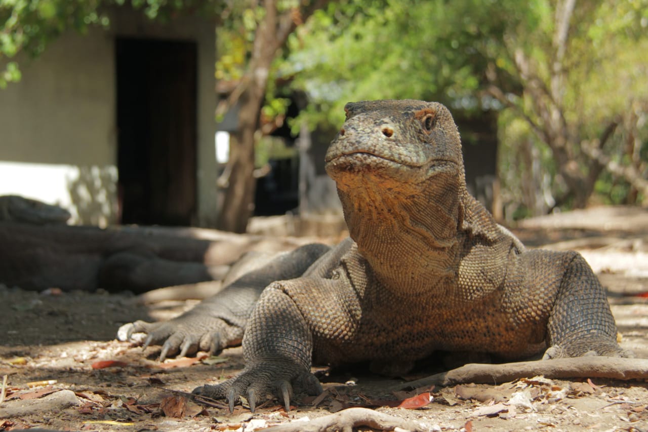 Komodo, asli ini Komodo. foto:kemenpar