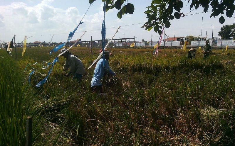 Babinsa Balongsari Dampingi Poktan Margodadi Panen Padi Varietas Ciherang