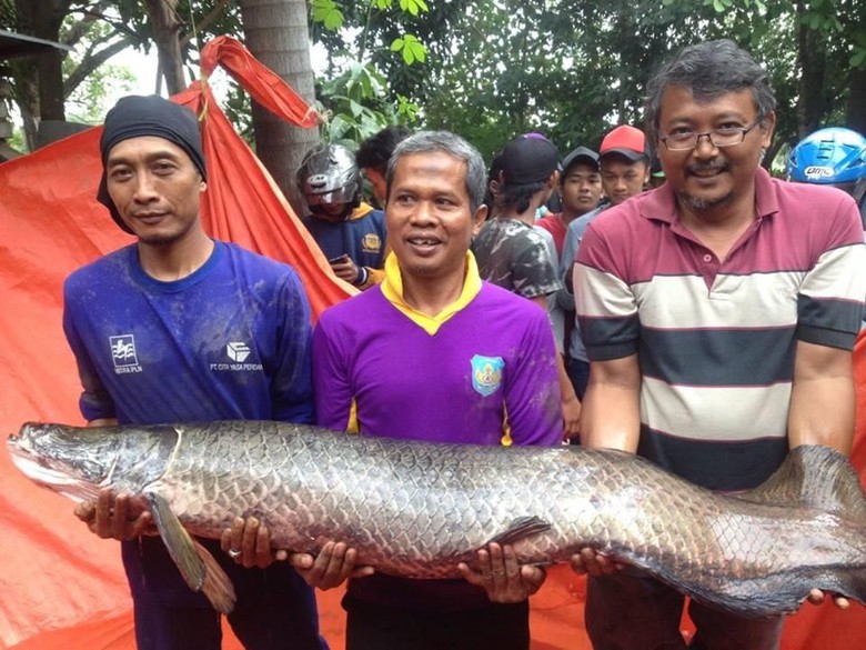 Ikan Arapaima yang ditangkap di Sungai Brantas. Foto: dok NGO Ecoton (LSM pemerhati lingkungan).