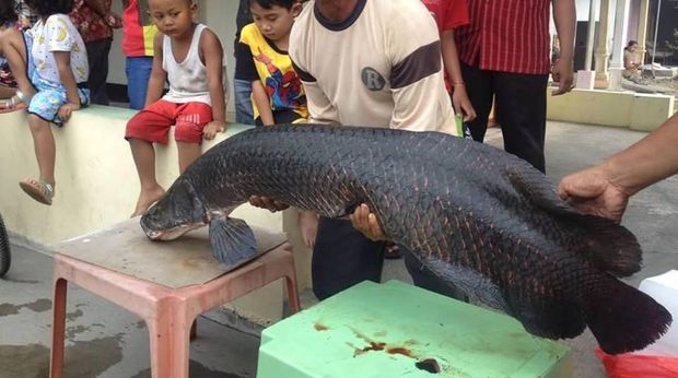 Ikan Arapaima yang ditangkap di Sungai Brantas. Foto: dok NGO Ecoton (LSM pemerhati lingkungan).