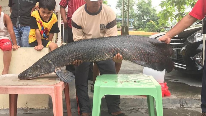 Ikan Arapaima yang ditangkap di Sungai Brantas. Foto: dok NGO Ecoton (LSM pemerhati lingkungan).