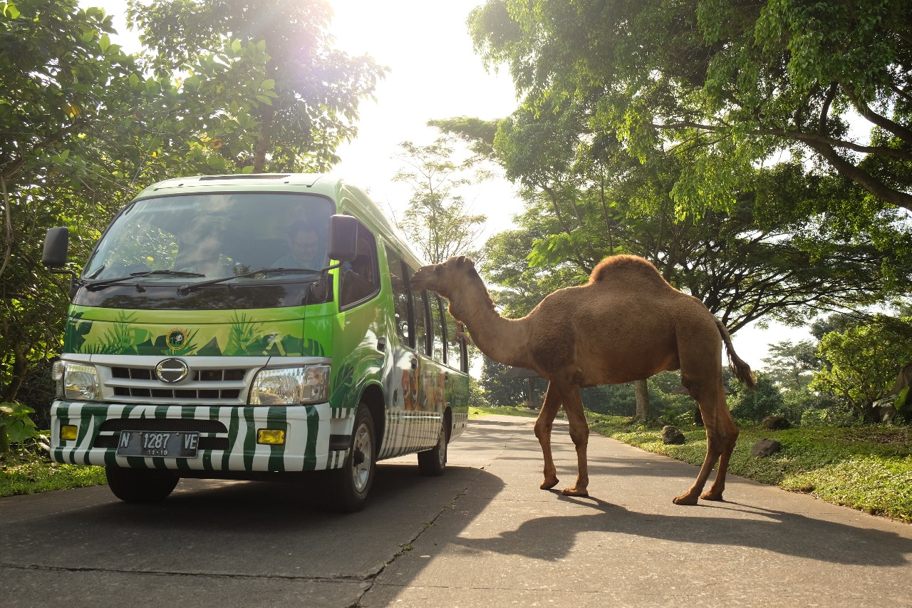 Taman Safari Prigen berikan diskon 27 persen untuk hari ini. (Foto: Istimewa)