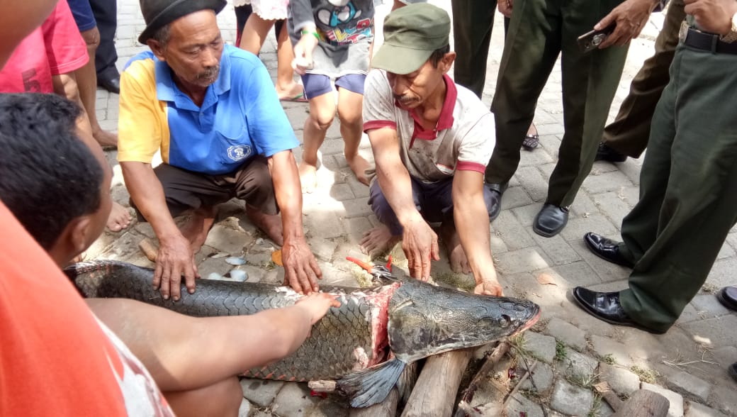 Ikan Arapaima Gigas yang sudah dikonsumsi oleh warga. (Foto: Prigi Arisandi/Ecoton)