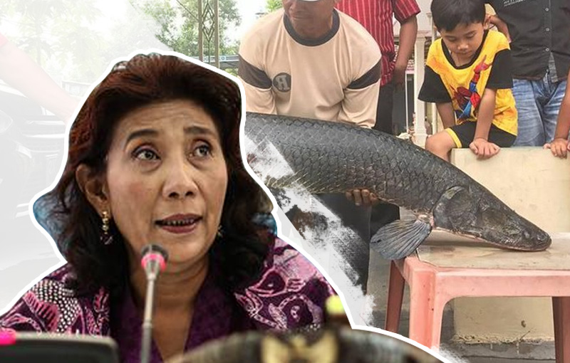 Menteri Susi Minta, Pelepas Arapaima Diberi Sanksi Tegas.