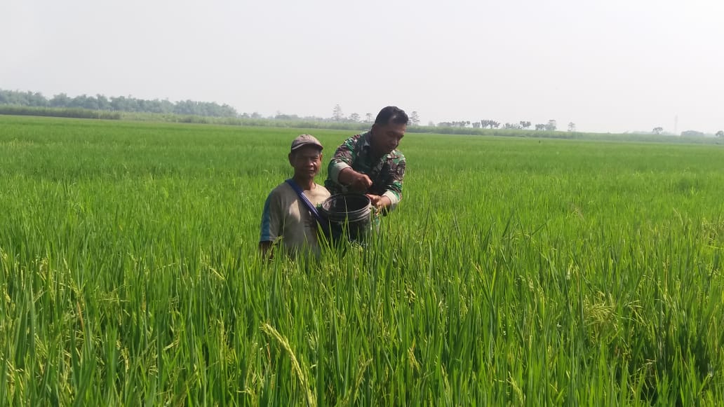 Babinsa Koramil 0815/02 Trowulan Dampingi Petani Pemupukan