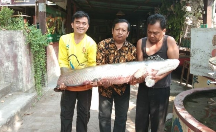 Penemuan ikan Arapaima Gigas, di kawasan Rolak Surabaya, Selasa, 3 Juli 2018. (foto: frd/ngopibareng.id) 