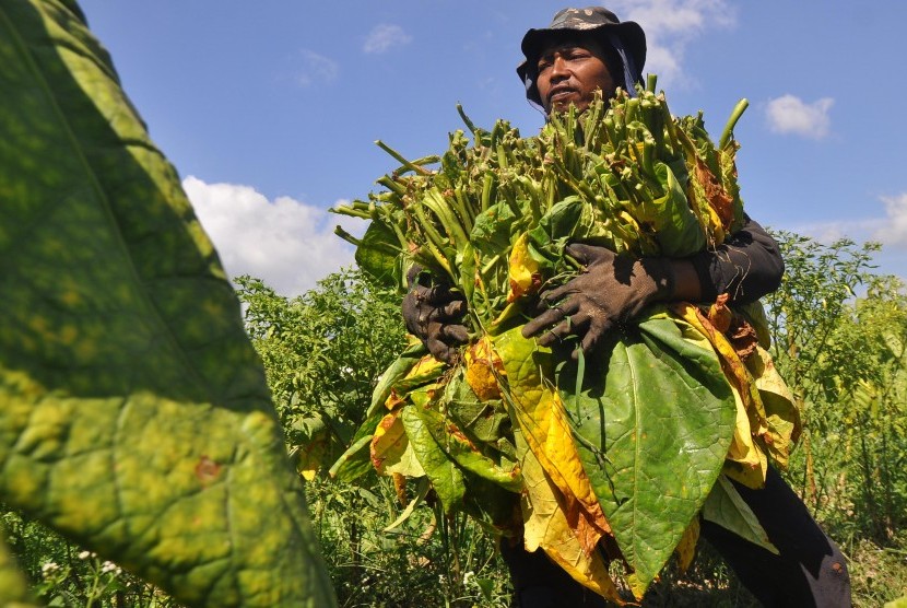 Panen, sukacita, tapi selalu dihantui mengembalikan modal dari hutang. foto:istimewa/google