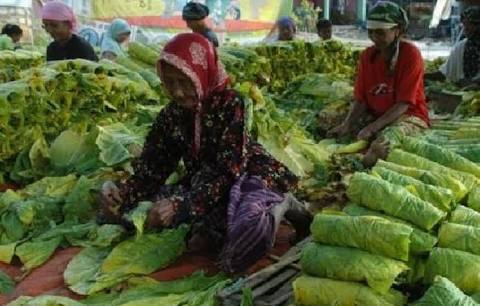 Ini baru proses usai petik daun, tapi yang begini sudah diincar para makelar. foto:istimewa/google