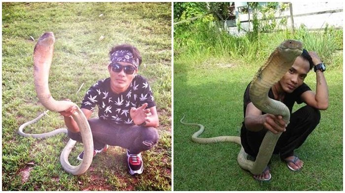 Aksi berani Rizky Ahmad alias Dewa (19) bermain King Cobra.