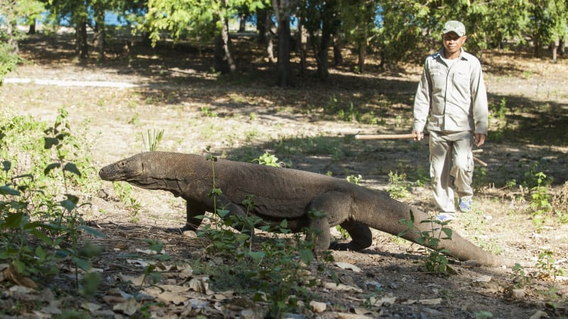 Komodo di habitatnya dan pawang penjaganya. foto:kumparan