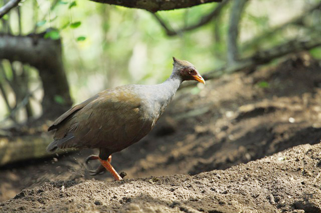 Burung Gosong Kaki Merah berada di sekitar sarang. Foto:Langgeng Arief Utomo