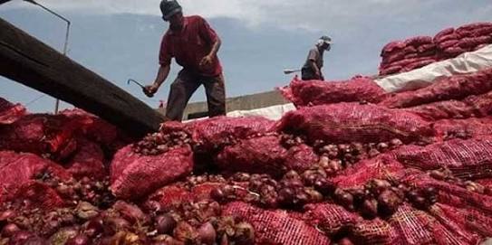 Bawang merah ilegal sitaan. Foto : Antara