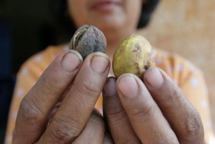 Foto dokumen: biji jarak. (Foto: Antara)