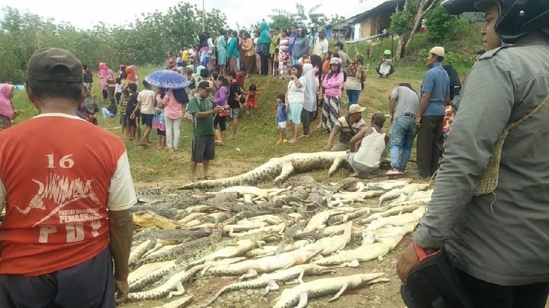 Pembantaian buaya di Kabupaten Sorong (Foto: Dok Polda Papua Barat)