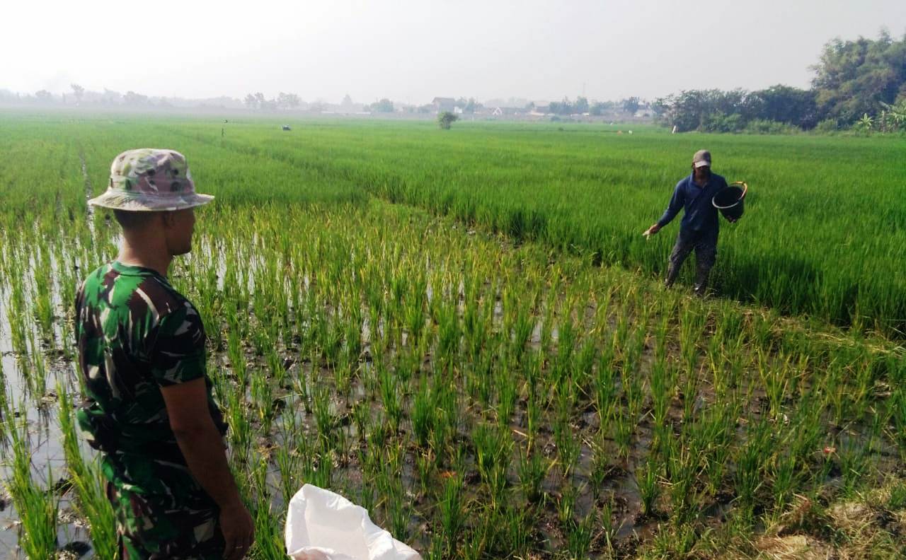 Babinsa Koramil Kemlagi Dampingi Petani Saat Pemupukan Tanaman padi