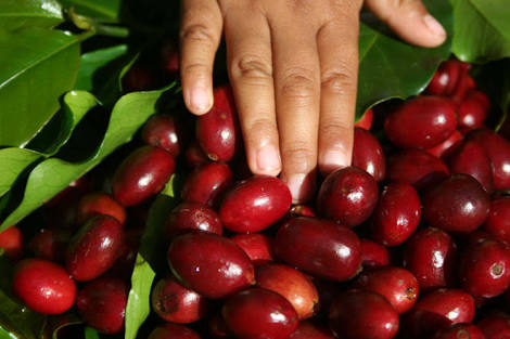 Kopi Gayo. Foto : Antara