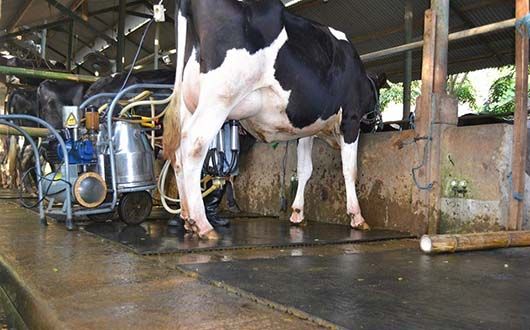 Siap memerah susu... foto:istimewa/kampungsusu Siap memerah susu... foto:istimewa/kampungsusu