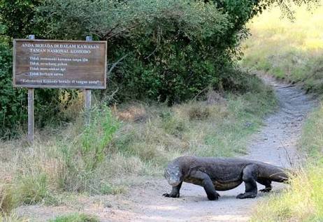 Komodo di Taman Nasional Komodo. Foto : Antara