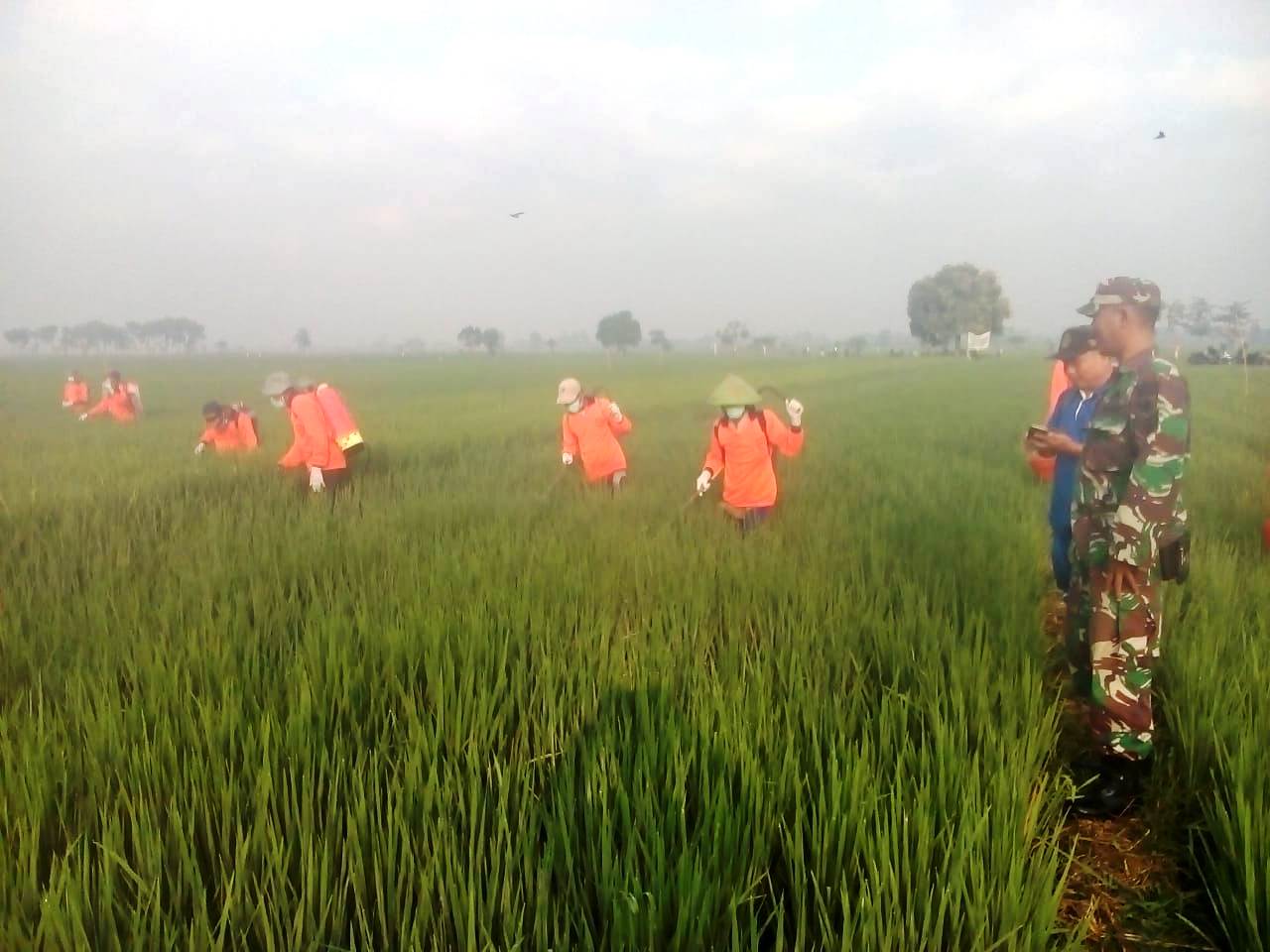 Babinsa Koramil Trowulan Bersama PPL Dampingi Gerakan Pengendalian Hama Poktan Tani Sejahtera Desa Balongwono, Minggu (22/07/2018) 