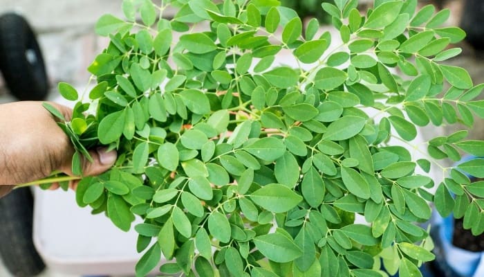 Daun kelor yang diolah menjadi bubur. (Ist)