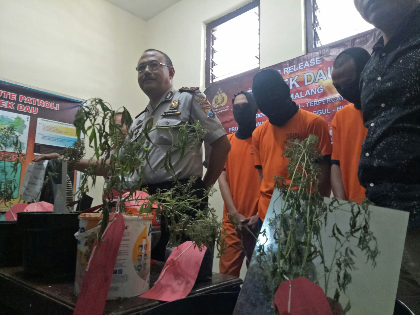 Polsek Dau mengungkap tiga mahasiswa yang diamankan usai menanam tanaman ganja di rumah kontrakannya, Rabu 25 Juli 2018. (Foto: Umar/ngopibareng.id)