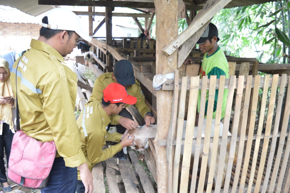 Tim Kesehatan Hewan Disnak Proinsi Jatim dan Distan Kabupaten Mojokerto Berikan Layanan Kesehatan Terpadu Bagi Kambing Bantuan TMMD Di Desa Jembul