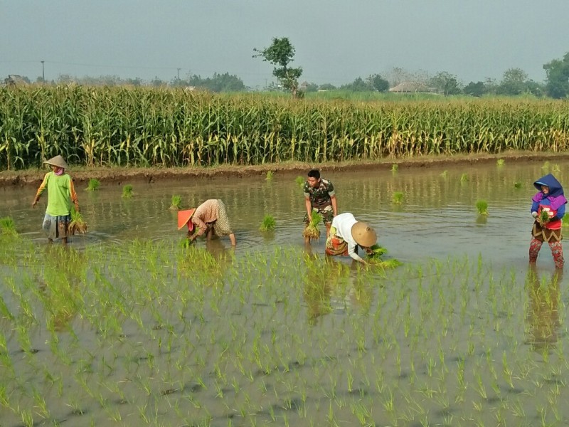 Petani Desa Domas, Trowulan Mojokerto Saat Tanam Padi Varietas Ciherang Didampingi Babinsa