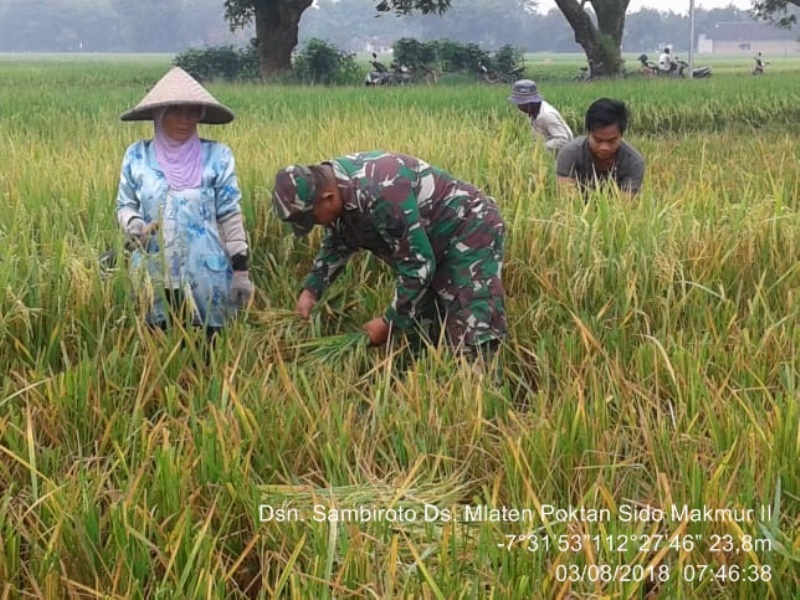 Suasana Panen Padi Poktan Sido Makmur II Dusun Sambiroto Desa Mlaten, Kecamatan Puri, Mojokerto