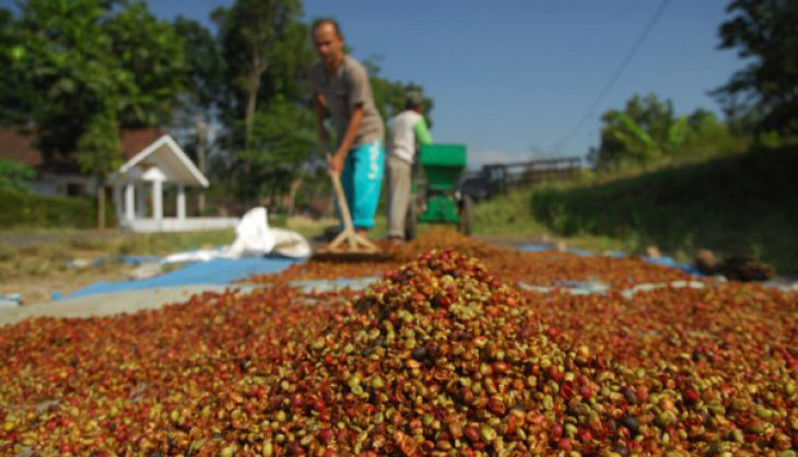 Warga menjemur kopi Robusta yang telah digiling di Desa Jombor, Jumo, Temanggung, Jawa Tengah, Senin 16 Juli 2018. Memasuki puncak musim panen kopi Robusta di wilayah Temanggung, harga biji kopi kering siap olah (OC) berkisar Rp24.000-Rp25.000, lebih rendah dibanding musim panen tahun lalu yang mencapai Rp28.000 per kilogram. (Foto: Antara)