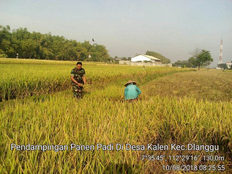 Suasana Panen Padi Poktan Joyo Mulyo Desa Kalen Kecamatan Dlanggu Kabupaten Mojokerto