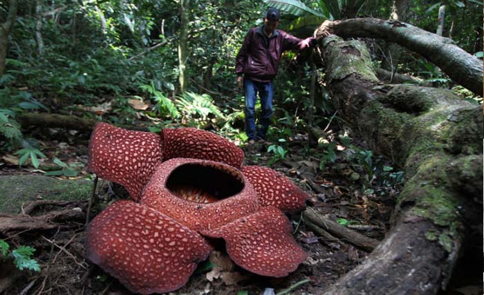 Petugas penjaga habitat Rafflesia memantau bunga raksasa Rafflesia Arnoldi yang mekar di kawasan hutan lindung Bukit Barisan, Taba Penanjung, Bengkulu Tengah, Provinsi Bengkulu.  Bunga raksasa yang menjadi ikon Provinsi Bengkulu ini mekar sempurna dengan masing-masing diameter berukuran 85cm dan mampu bertahan hingga empat hari kedepan. (foto: david muharmansyah/antara)