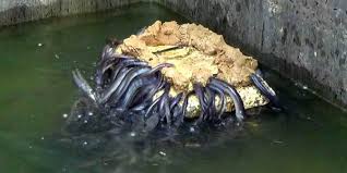 Budidaya, pembesaran ikan sidat di Teknopark Banyuwangi. foto:gresik.co