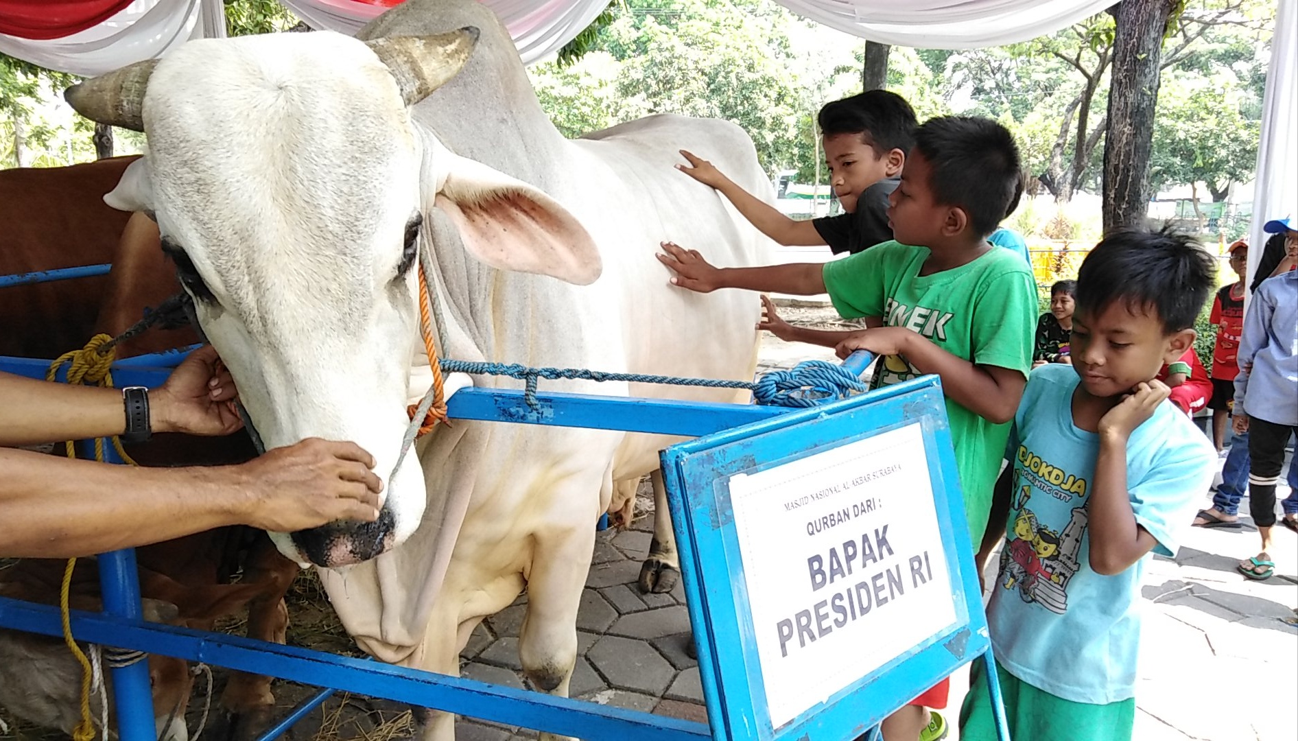 Sapi milik Presiden Jokowi yang diserahkan di Masjid Al-Akbar Surabaya, Selasa, 21 Agustus 2018. (foto: farid/ngopibareng.id) 