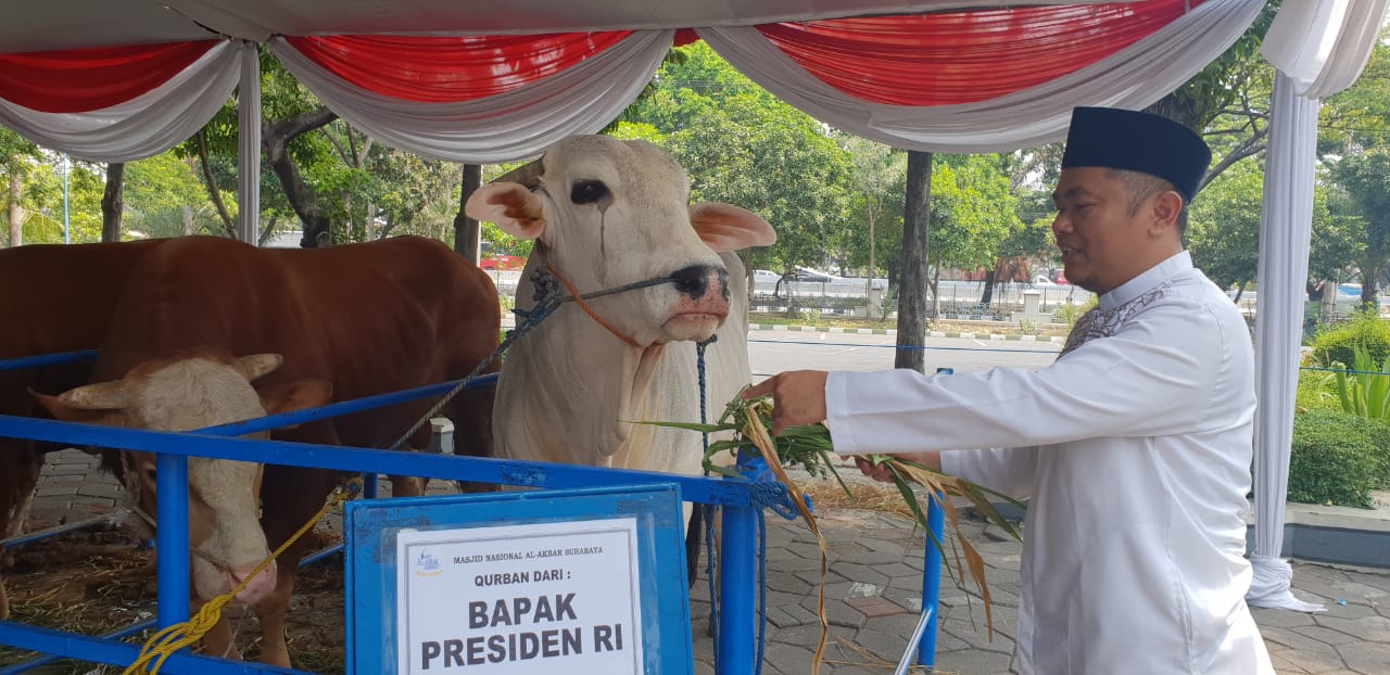 Sapi PO putih Jokowi yang akan dikurbankan di Masjid Al Akbar Surabaya. Foto : ngopibareng.id