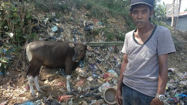 Aco berpose dengan sapi kurban yang dibelinya seharga Rp8,3 juta. Foto: liputan6.com