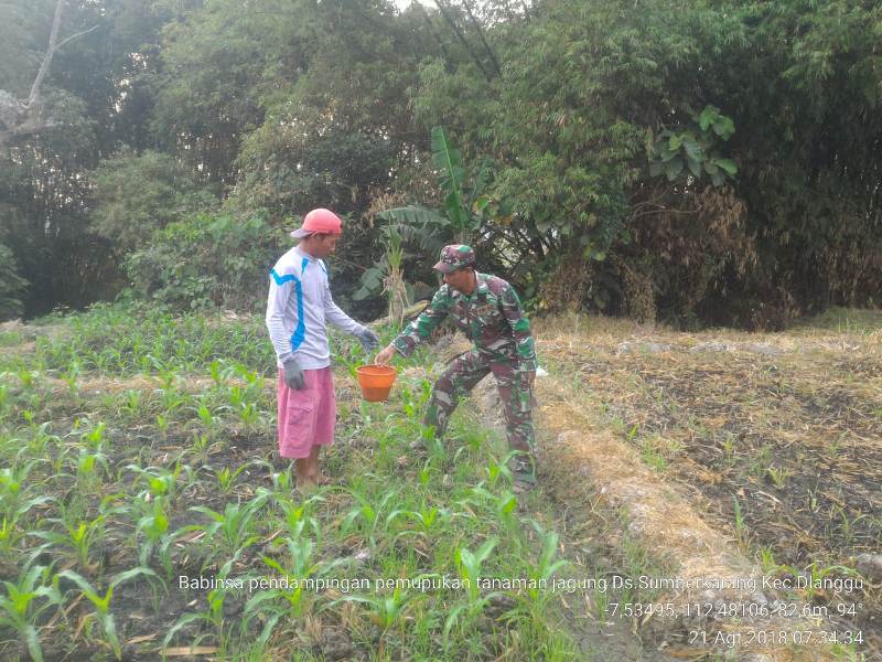 Babinsa Sumberkarang Koramil 0815/14 Dlanggu Dampingi Petani Pemupukan Tanaman Jagung