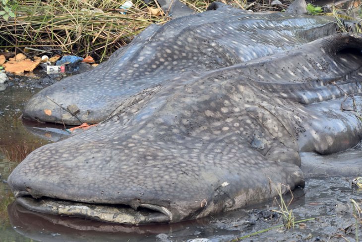 Dua bangkai hiu tutul (Rhincodon typus) yang terdampar di Sukorejo, Gresik, Jawa Timur, Selasa 3 Juli 2018. Menurut nelayan setempat hiu tutul dengan bobot sekitar satu ton yang berdiameter enam meter dan lima meter tersebut terdampar di sekitar Tanjung Perak Surabaya dan sengaja ditarik ke perkampungan nelayan untuk dijadikan tontonan warga sekitar. (Foto: Antara/Risyal Hidayat)