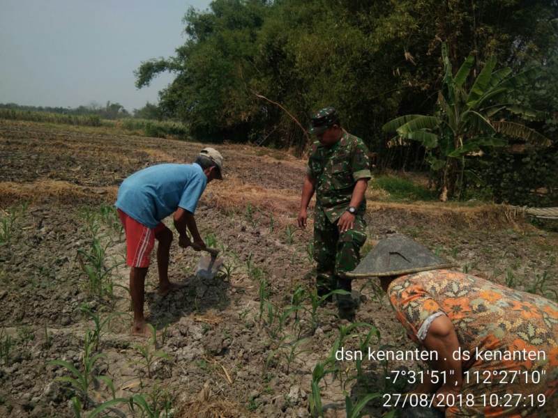 Petani Jagung Saat Melakukan Perawatan dan Pemupukan Tanaman Jagung 