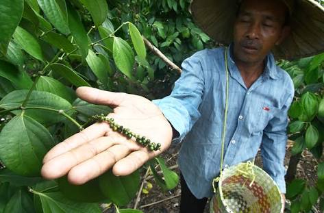 Petani lada Kalimantan. Foto : dok/antara