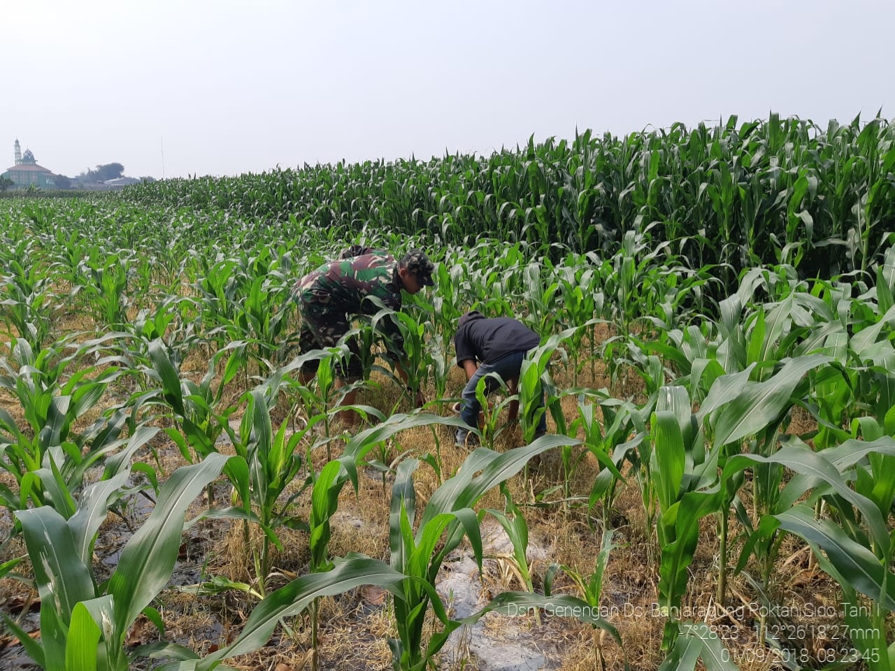 Babinsa Koramil Puri Dampingi Petani Perawatan Tanaman Jagung 