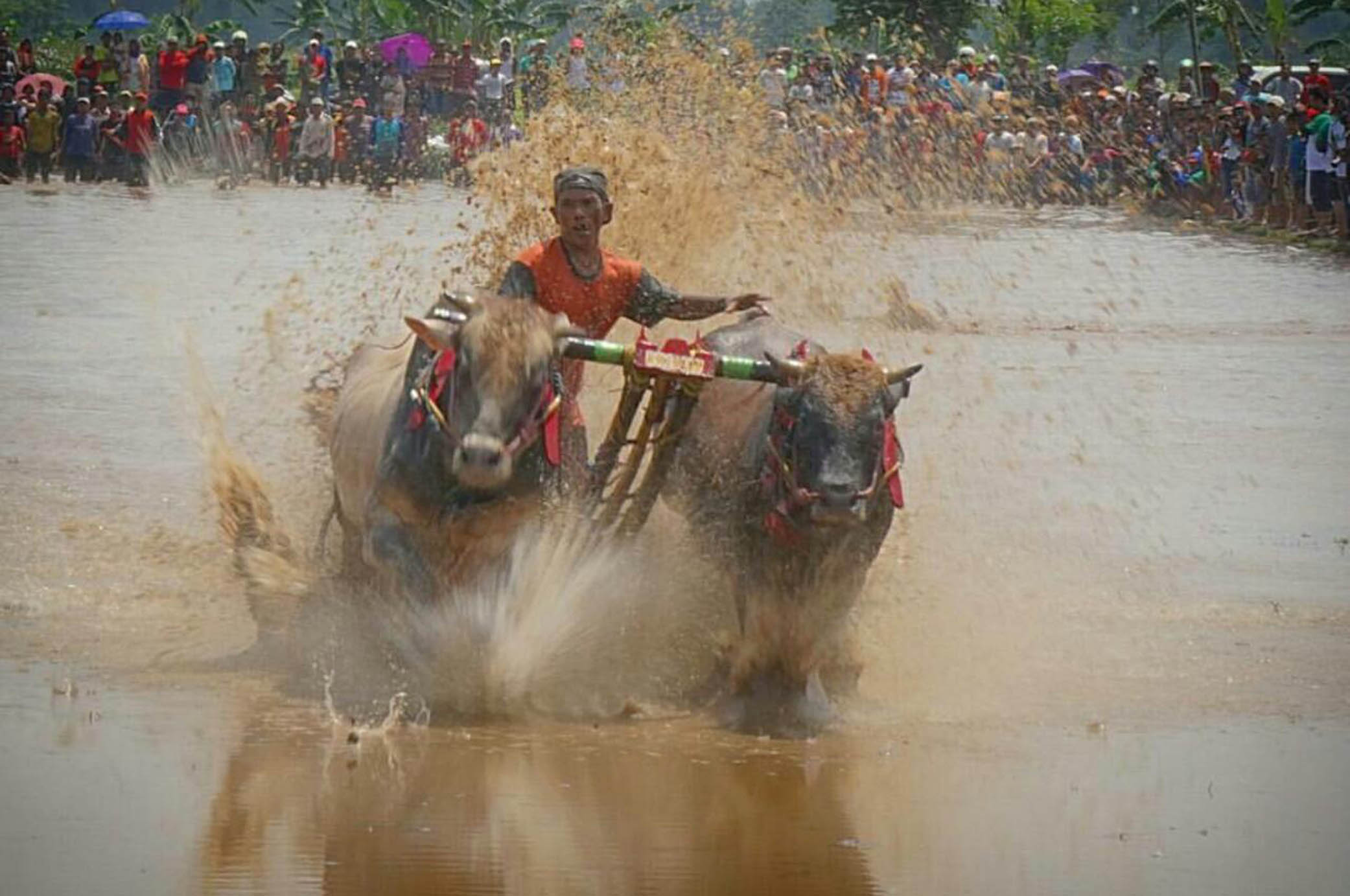 Kerapan Sapi Brujul adalah tradisi petani di Kota Probolinggo untuk merayakan panen tiba. (Foto Ikshan/ngopibareng.id)