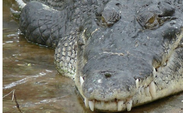 Buaya muara atau buaya bekatak (Crocodylus porosus) hidup di sungai-sungai dan muara. (Foto: Fotopedia)