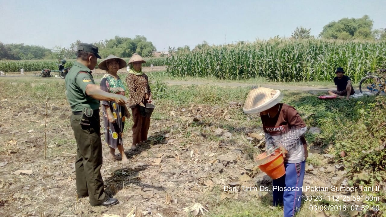 Babinsa Koramil Puri Sertu Imran Bersama Petani Jagung Desa Plososari