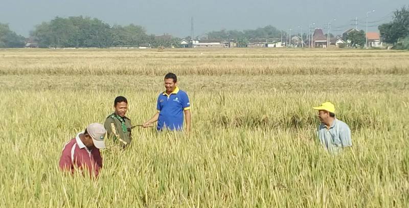 Suasana Pengubinan Di Lahan Pertanian Dusun Karagbendo Desa Sumberjati, Mojokerto