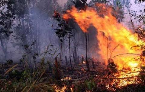 Kebakaran hutan. Foto : dok/antara