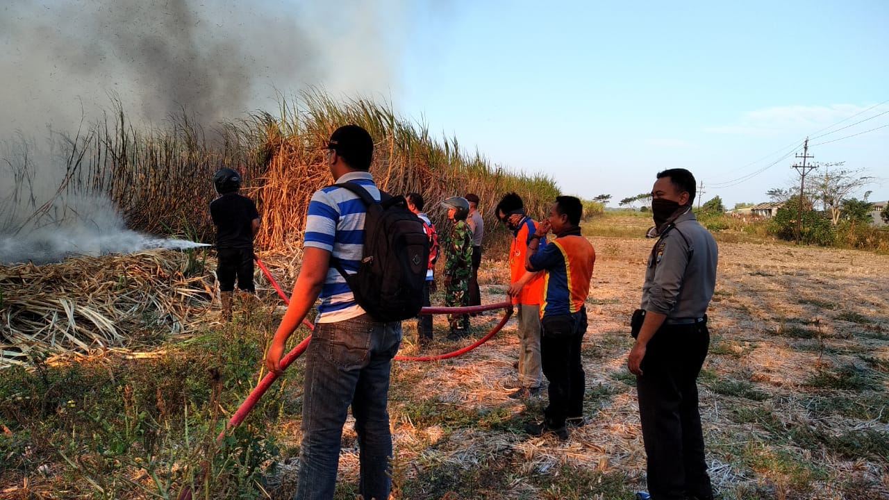 Suasana Pemadaman Kebakaran Lahan Tebu Di Mojoanyar